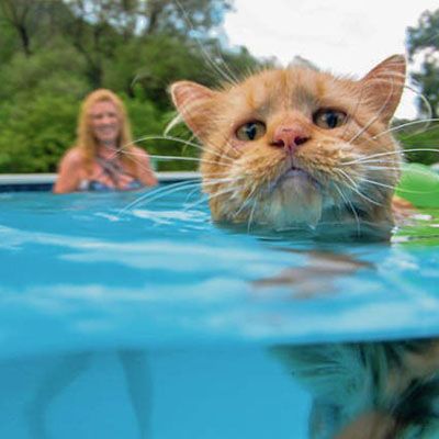 Почему кошки боятся воды?
