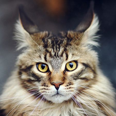 Мэйн-Кун