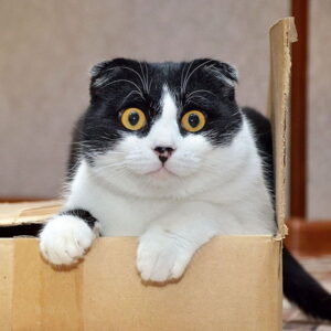 Почему коты любят коробки?