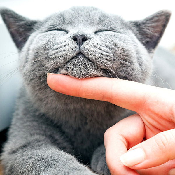 Уход за домашней кошкой