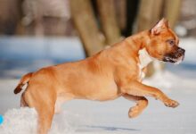 Стаффордширский бультерьер