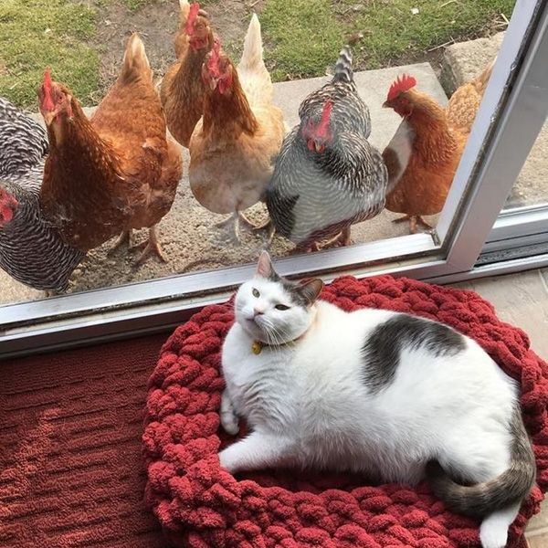 Можно ли давать котятам сырую курицу
