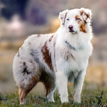 Австралийская овчарка