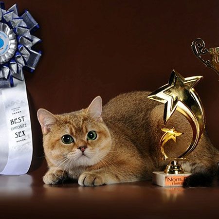 выставка кошек