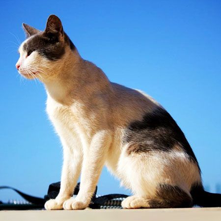 Эгейская кошка