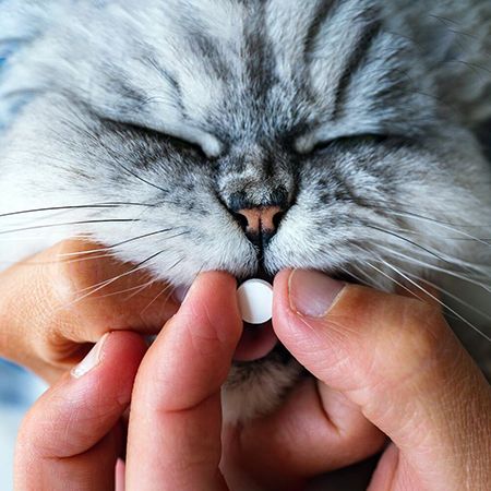Онсиор для кошек