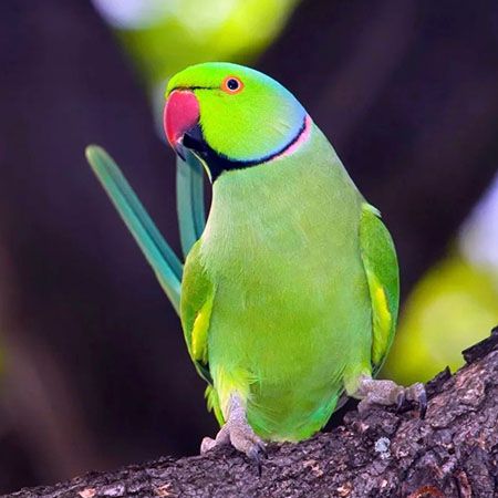 кольчатый попугай