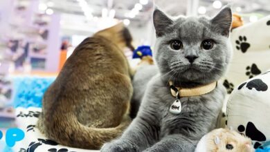 Как принять участие в выставке кошек?