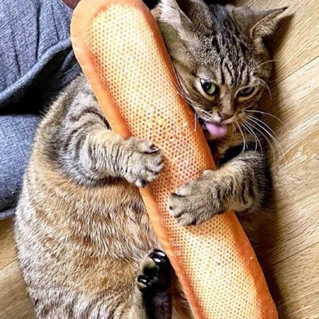 аппетит у кошек