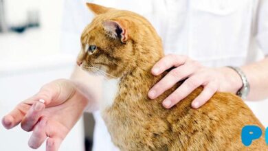 Онсиор для кошек: дозировка и побочные эффекты Онсиор для кошек