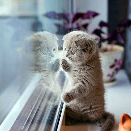 Как помочь котенку привыкнуть к новому дому?