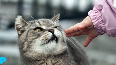 Что делать, если ваш кот царапается кот царапается