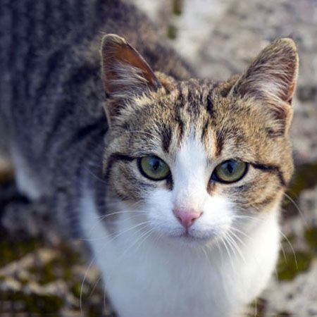 Эгейская кошка