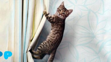 Как отучить котенка прыгать на шторы