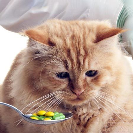 Онсиор для кошек