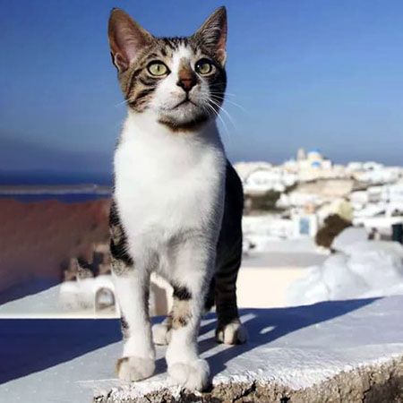 Эгейская кошка