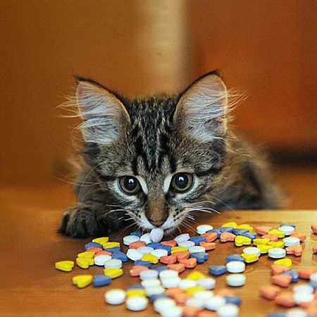 Онсиор для кошек