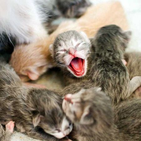 Кошка родила котят