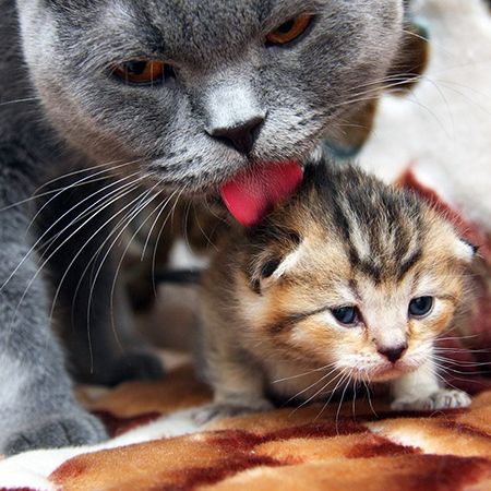 Кошка родила котят