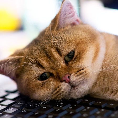 Стресс у кошки