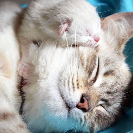 Кошка родила котят