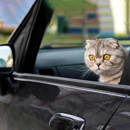 путешествовать с кошкой