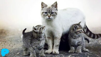 Кошка родила котят