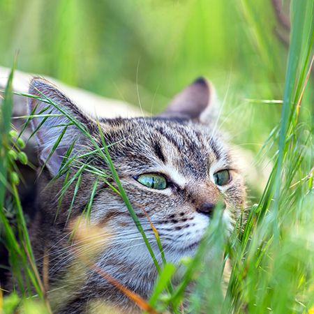 Кошка ест траву