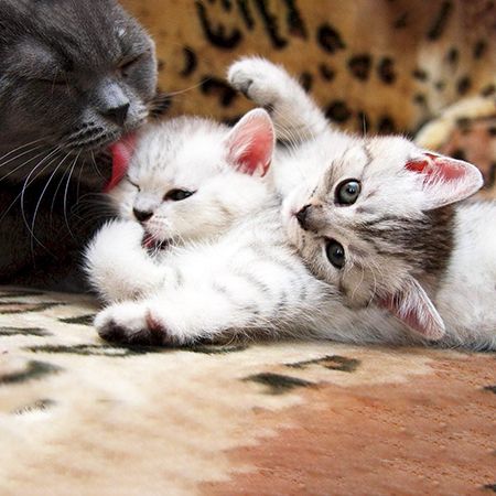 Кошка родила котят