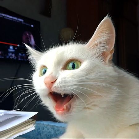 Как научить кошку отзываться на имя 