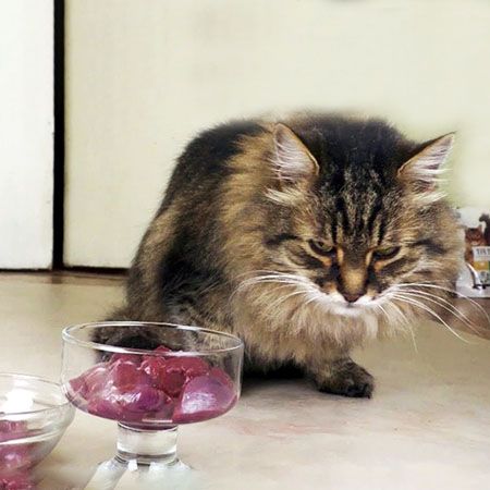 Можно ли кормить кошку сырой печенью