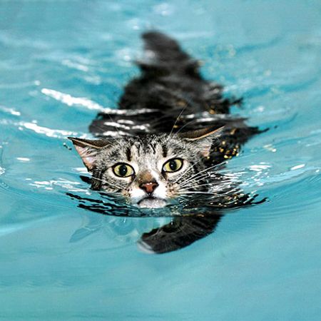 кошки боятся воду