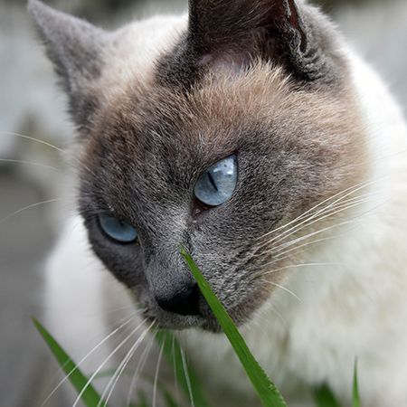 Кошка ест траву