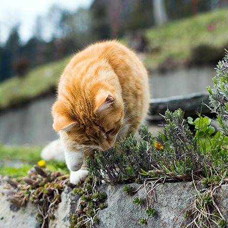 Кошка ест траву на улице