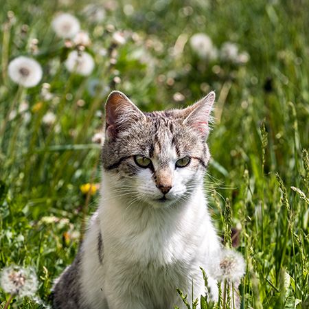 Кошка ест траву