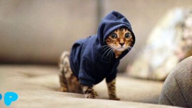 Выпадение шерсти у кошек: причины и лечение Выпадение шерсти у кошек
