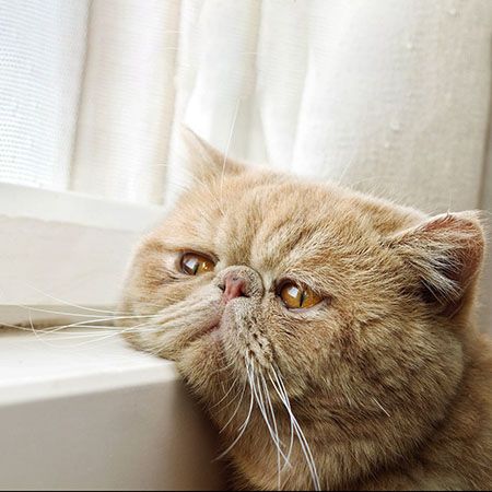 Стресс у кошки