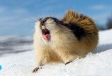Кормление хомяка зимой