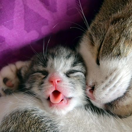 Кошка родила котят