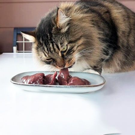 кошку ест сырую печенью