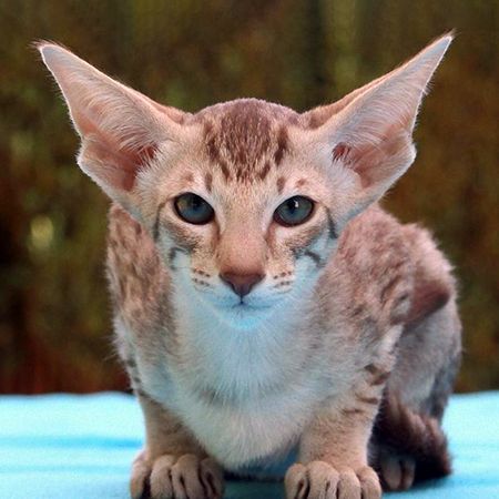 Ориентальная кошка