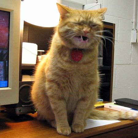 икота у кошки