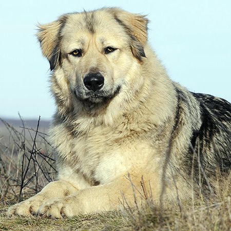 сторожевая собака