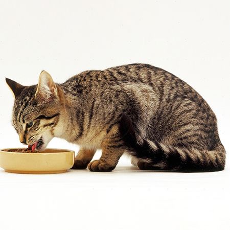 Кошачьи субпродукты