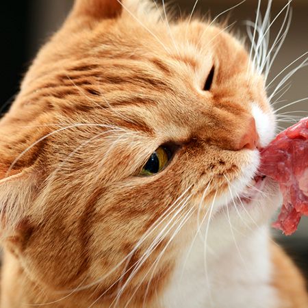 субпродукты для кошки