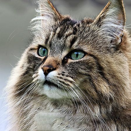 Норвежская лесная кошка