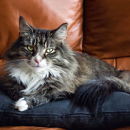 Норвежская лесная кошка
