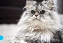 Норвежская лесная кошка