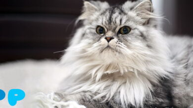 Норвежская лесная кошка