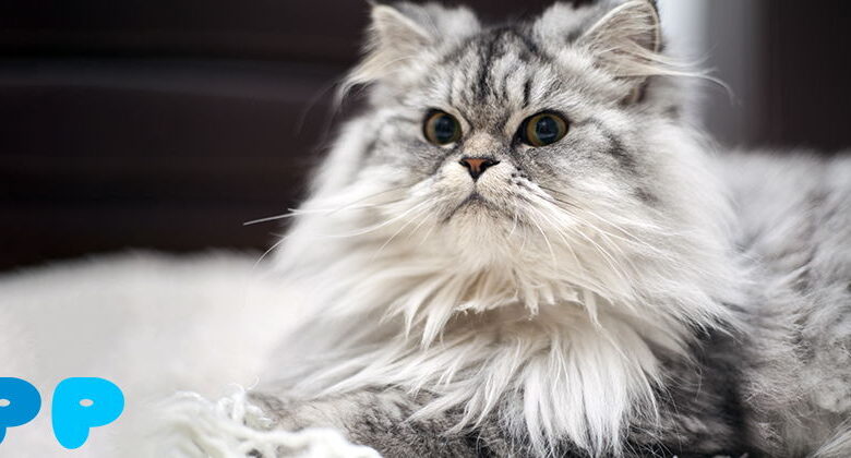 Норвежская лесная кошка